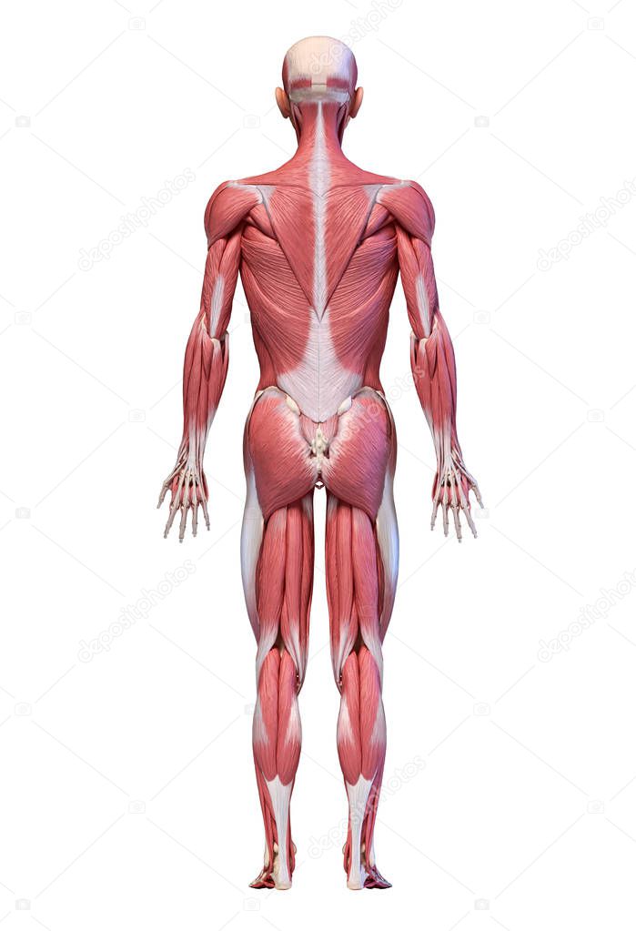 Human body, full figure male muscular system, rear view.