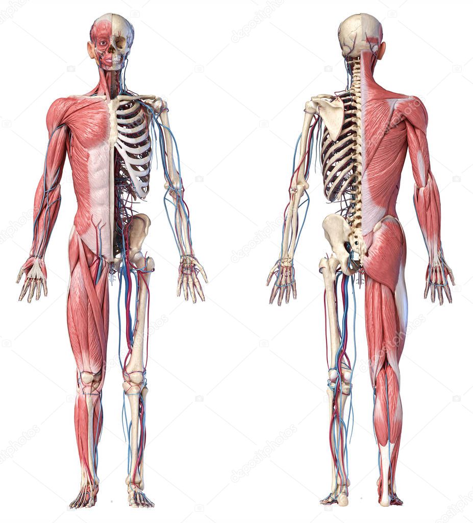 3d Illustration of Human full body skeleton with muscles, veins and arteries.