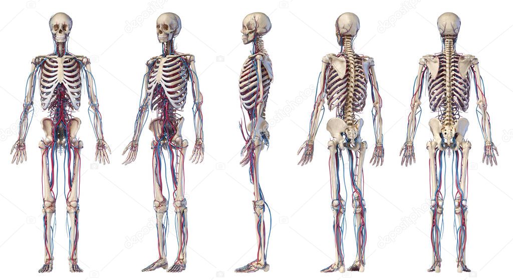 Human body anatomy. Skeleton with veins and arteries. Five angle views.