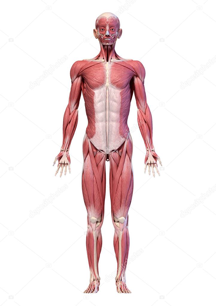 Human body, full figure male muscular system, front view.