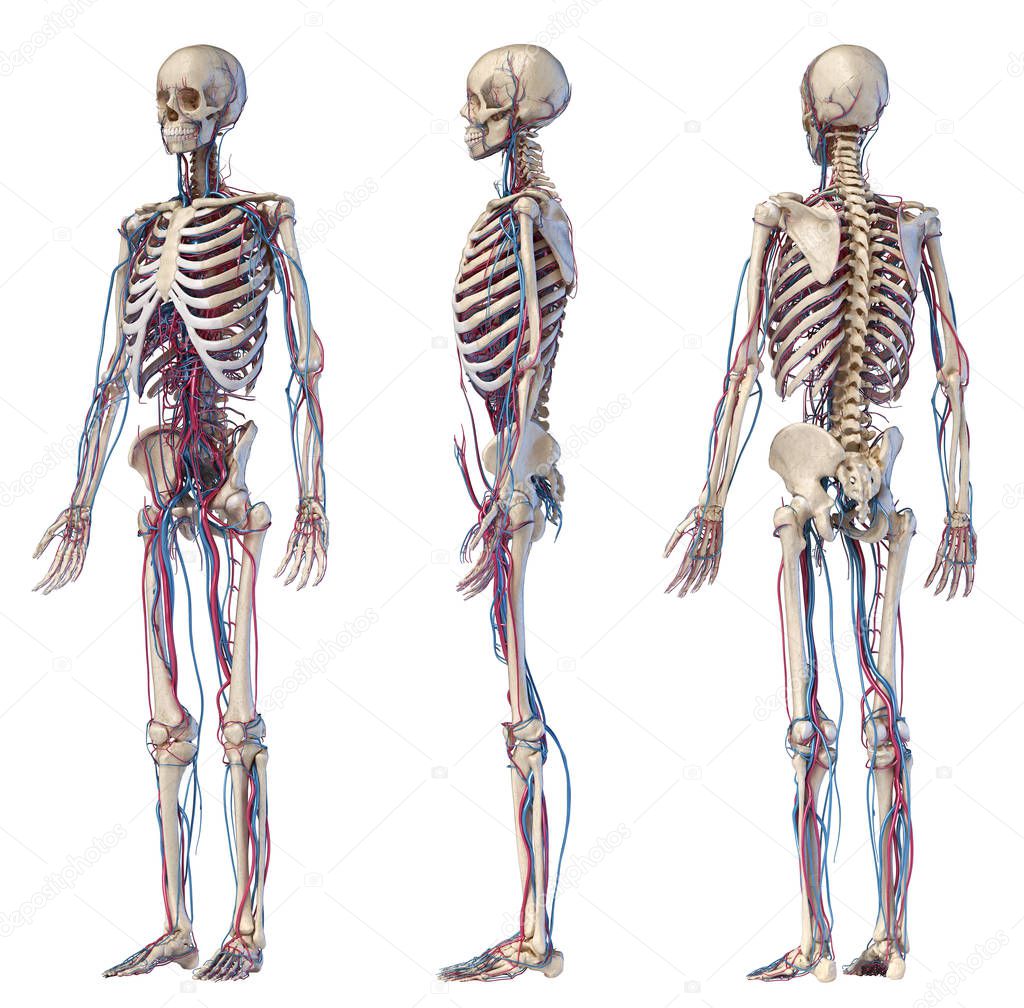 Human body anatomy. Skeleton with veins and arteries. Three angle views.