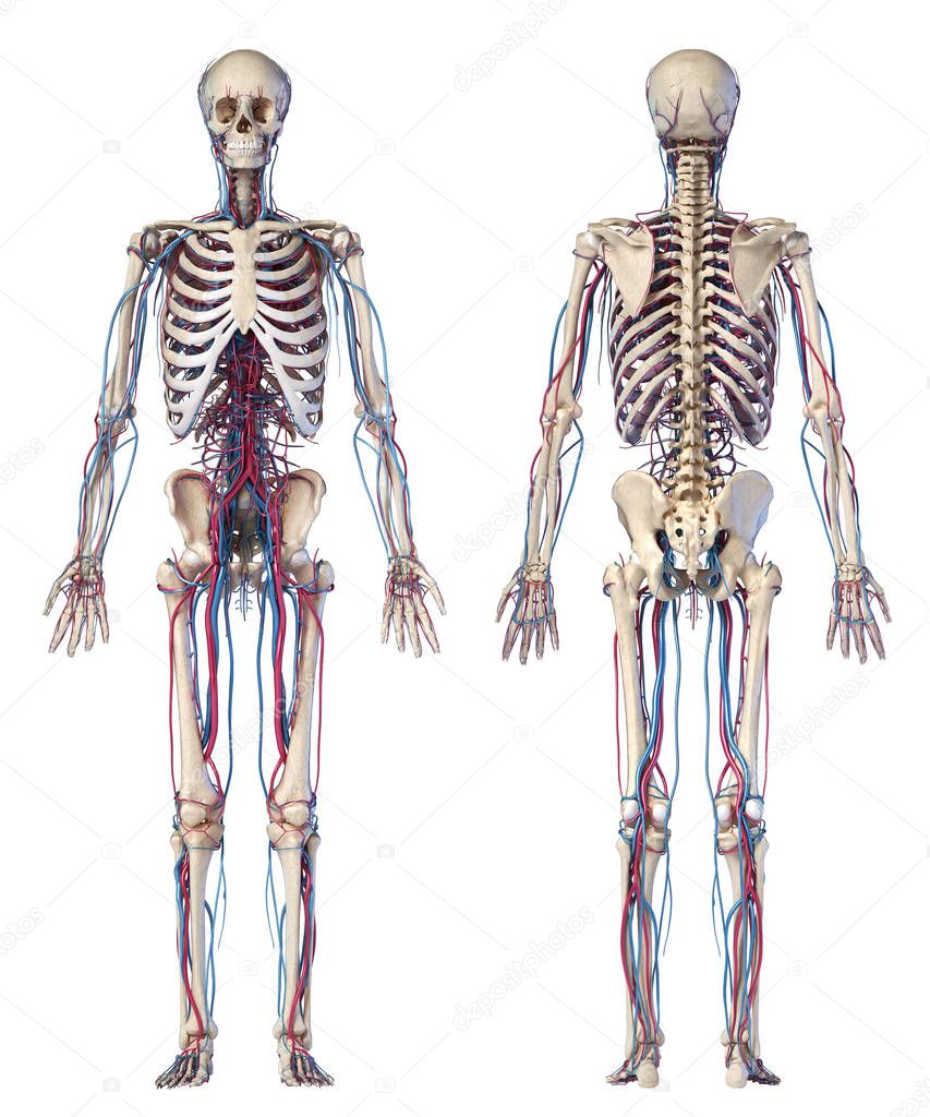 Human body anatomy. Skeleton with veins and arteries. Front and back views.