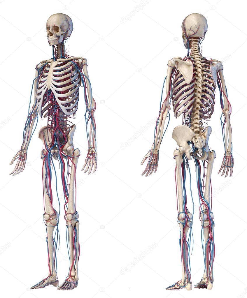 Human body anatomy. Skeleton with veins and arteries.  Front and back perspective views.