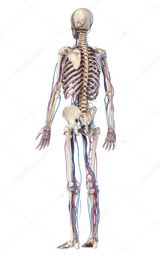 Human body anatomy. Skeleton with veins and arteries. Back perspective view.
