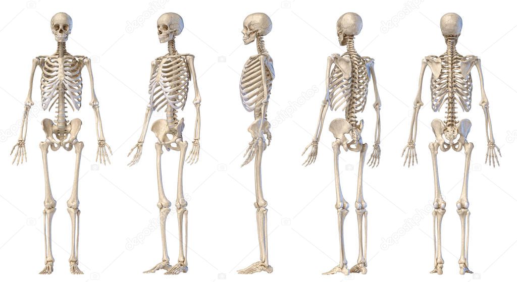 Human male skeleton full figure. Five views. 
