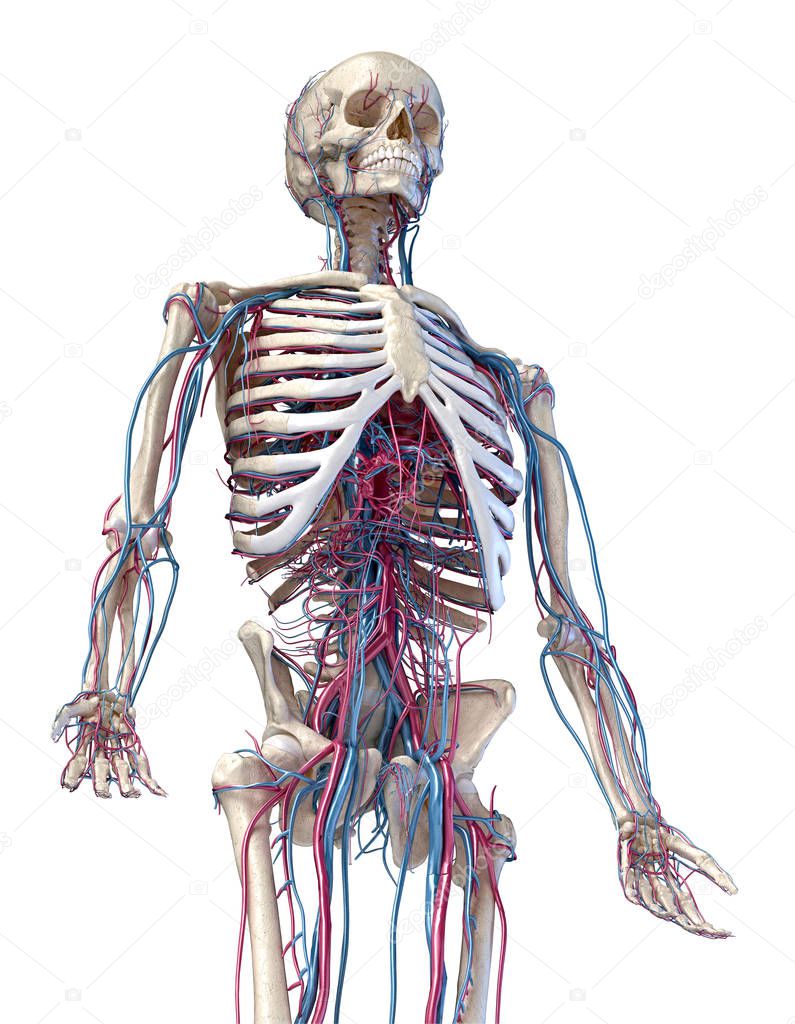 Human skeleton with veins and arteries. 3/4 upper part, Front side.