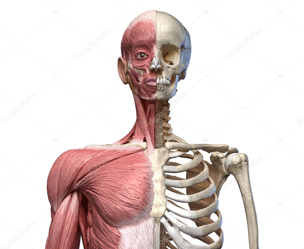 Human body, torso skeletal and muscular systems, front view 