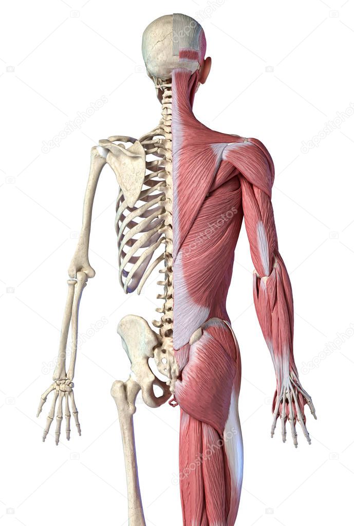 Human male anatomy, 3/4 figure muscular and skeletal systems, back view