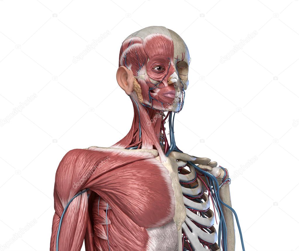 Human Torso skeleton with muscles, veins and arteries. front perspective view.