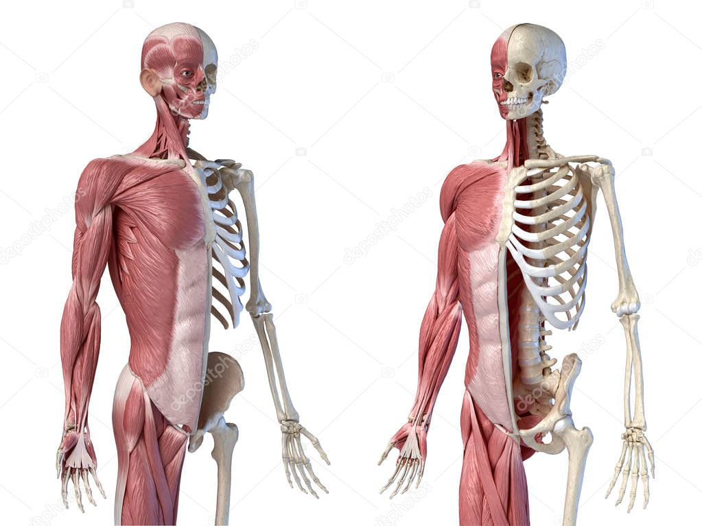 Human male anatomy, 3/4 figure muscular and skeletal systems, two frontal perspective views.