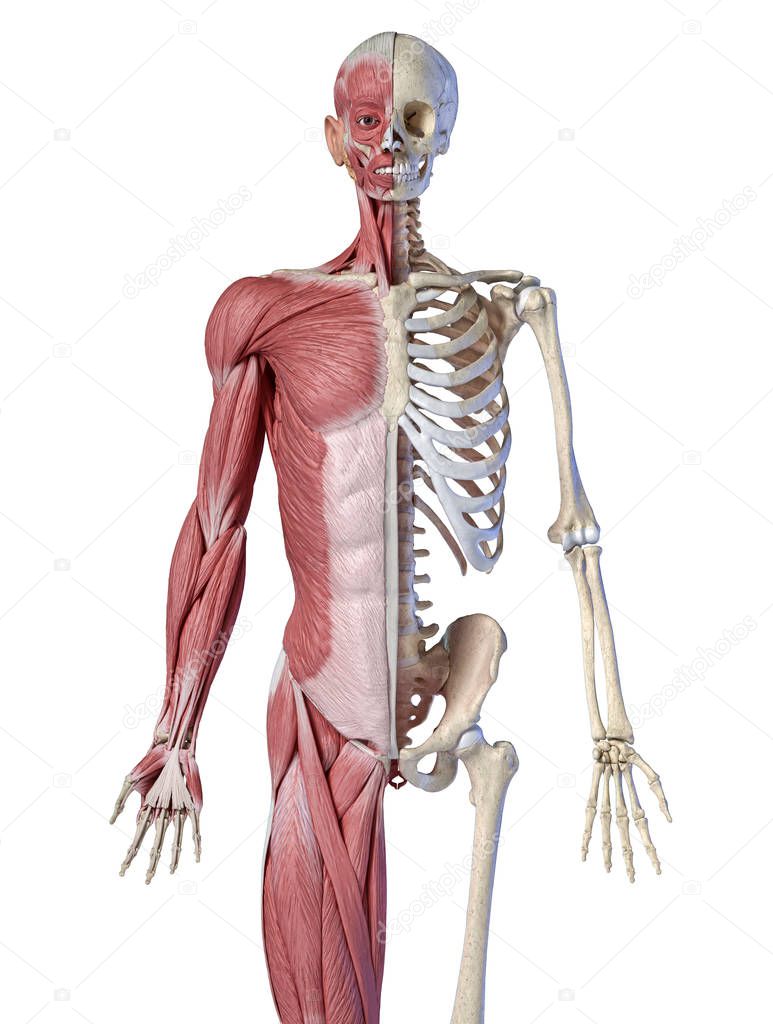 Human male anatomy, 3/4 figure muscular and skeletal systems, front view.