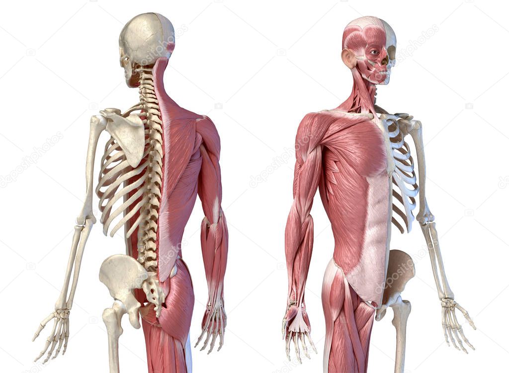 Human male anatomy, 3/4 figure muscular and skeletal systems, perspective back and front view.
