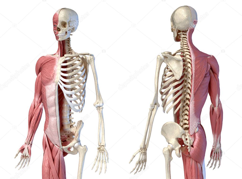 Human male anatomy, 3/4 figure muscular and skeletal systems, front and back perspective views.