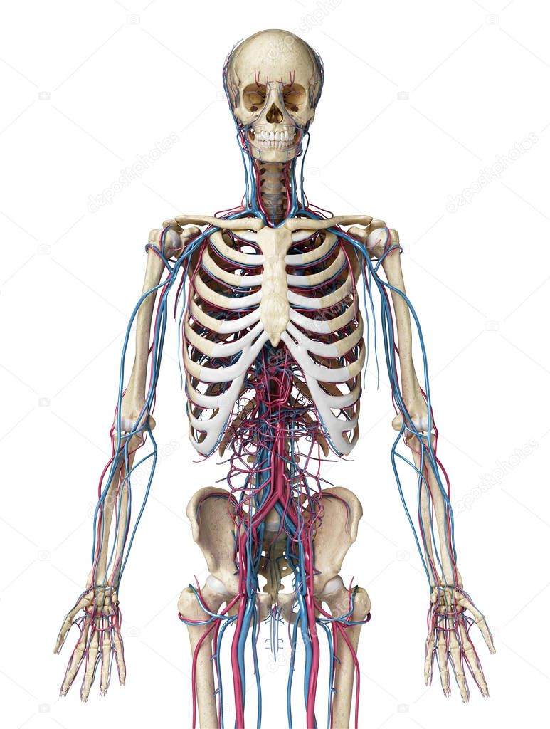 Human body anatomy. Skeleton with veins and arteries. Front view
