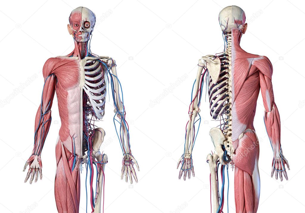 Human 3/4 body skeleton with muscles, veins and arteries. Front and back views.