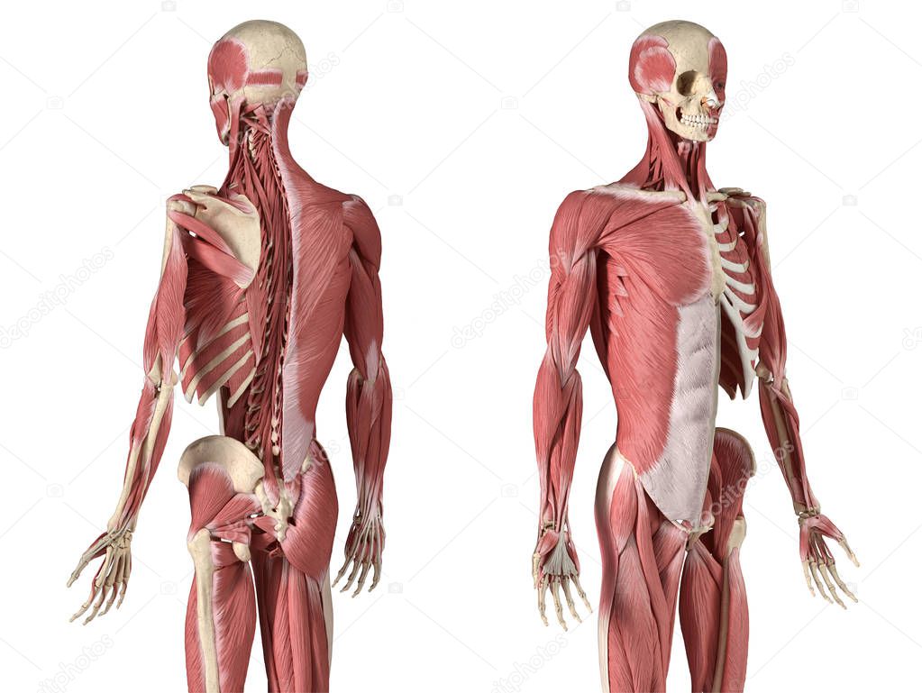 Human male anatomy, 3/4 figure muscular and skeletal systems, back and front perspective views.