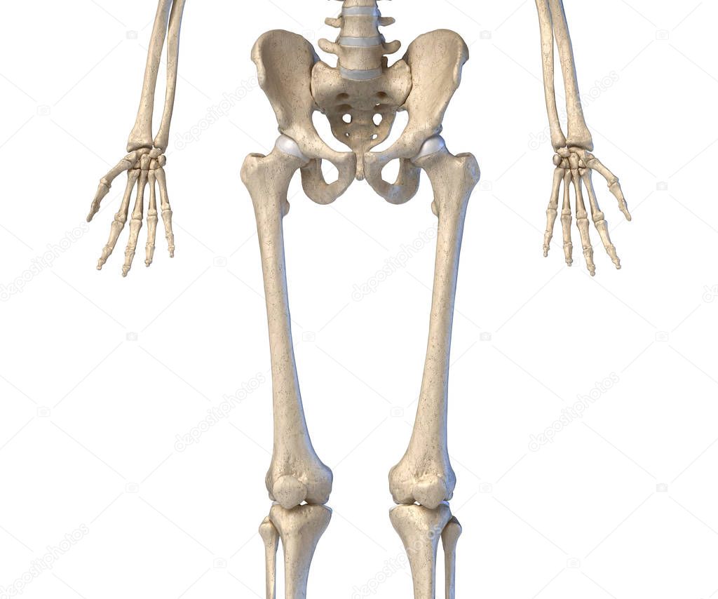 Human Anatomy, hip, limbs and hands skeleton. Front view.