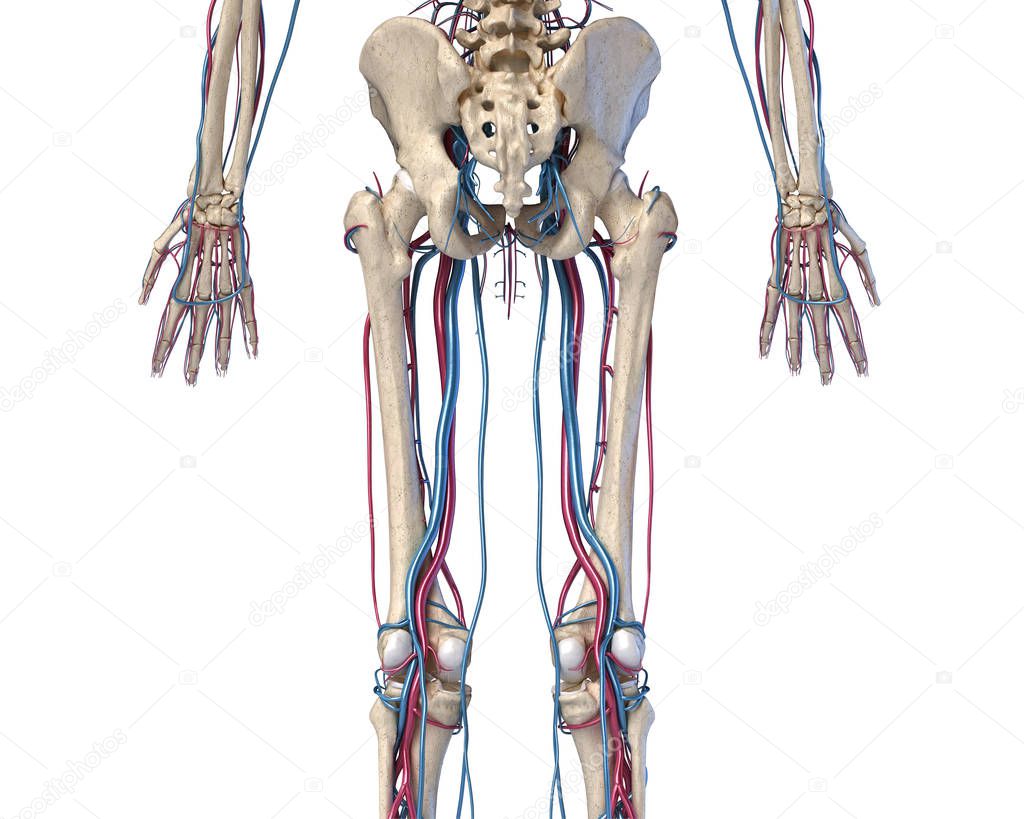 Human Body Anatomy 3d Illustration Of Hip Legs And Hands Skeletal And Cardiovascular Systems Viewed From The Back On White Background 308709658 Larastock