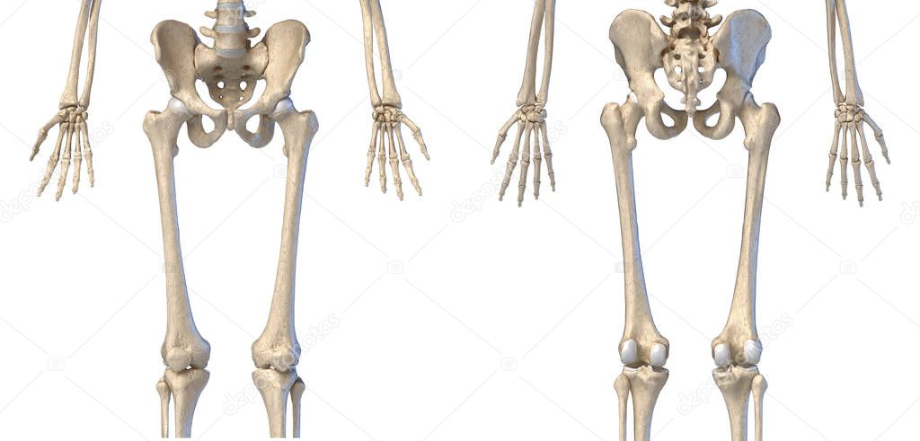 Human Anatomy, hip, limbs and hands skeleton. Front and back views.