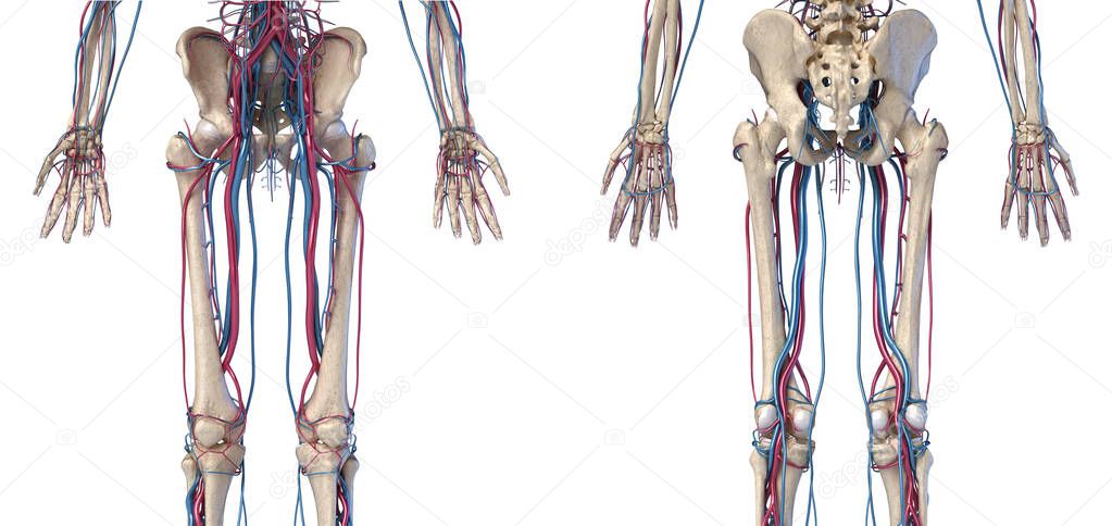 Human body anatomy. Hip, legs and hands Skeleton with veins and arteries.