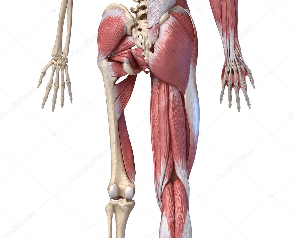 Human male anatomy, limbs and hip muscular and skeletal systems,