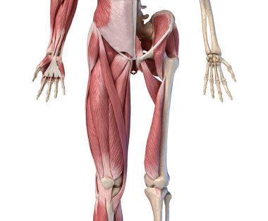 İnsan erkek anatomisi, ekstremiteler ve kalça kas ve iskelet sistemleri,