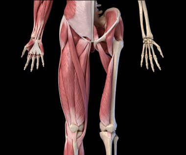 Human male anatomy, limbs and hip muscular and skeletal systems, clipart