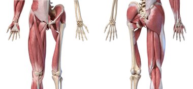İnsan erkek anatomisi, ekstremiteler ve kalça kas ve iskelet sistemleri,