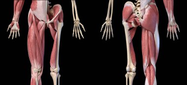 İnsan erkek anatomisi, ekstremiteler ve kalça kas ve iskelet sistemleri,
