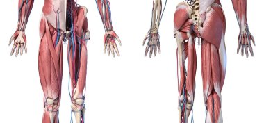 İnsan Anatomisi, Ekstremiteler ve kalça iskeleti, kas ve kardiyovasküler sistemler.