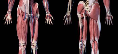 İnsan Anatomisi, Ekstremiteler ve kalça iskeleti, kas ve kardiyovasküler sistemler.