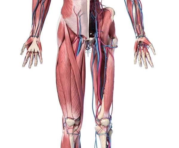 Menselijke anatomie, ledematen en heup skelet-, spier-en cardiovasculaire systemen. — Stockfoto