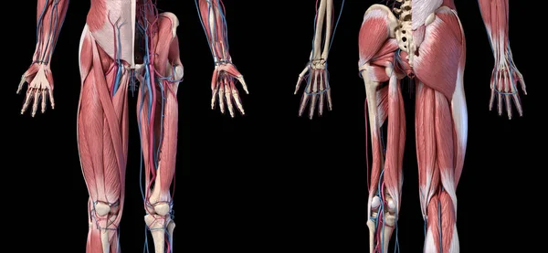 Anatomía humana, extremidades y sistemas esquelético, muscular y cardiovascular de la cadera . — Foto de Stock