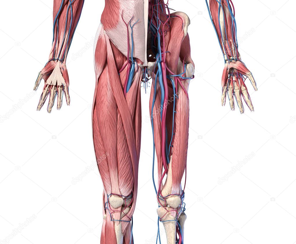 Human Anatomy, Limbs and hip skeletal, muscular and cardiovascular systems.