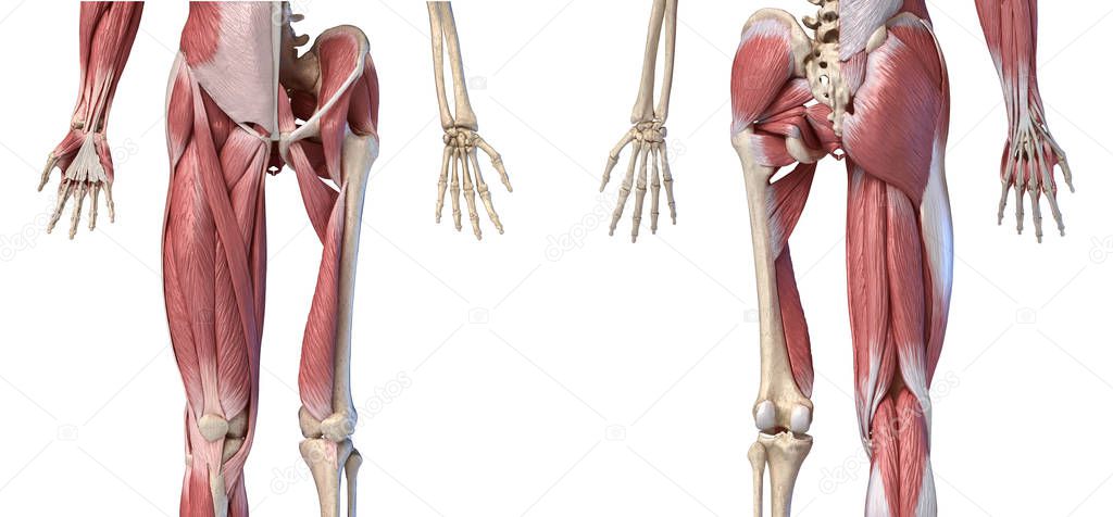 Human male anatomy, limbs and hip muscular and skeletal systems,