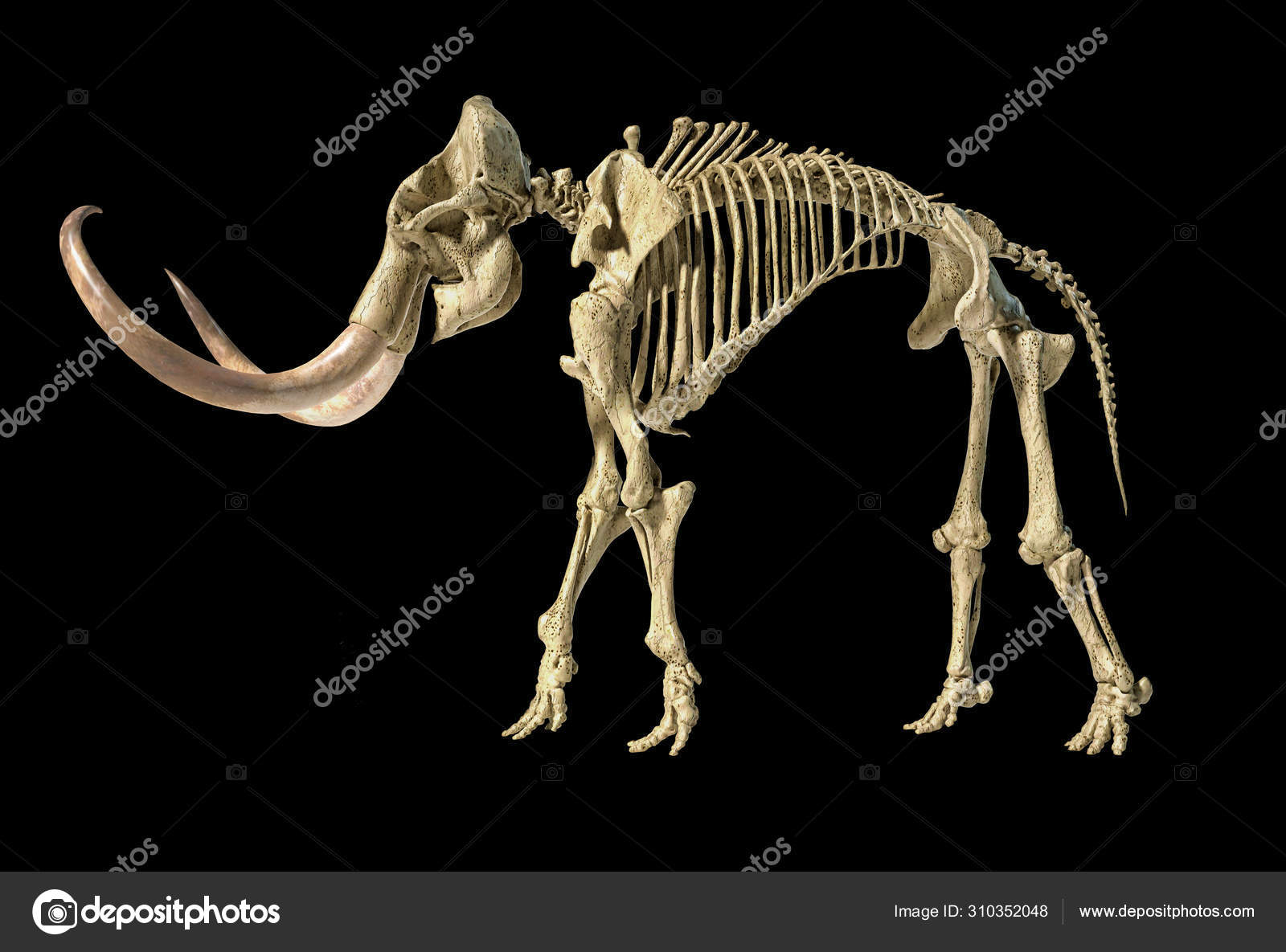 Animal skeleton Stock Photos, Royalty Free Animal skeleton Images |  Depositphotos