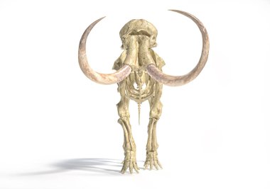 Yünlü mamut iskeleti, gerçekçi 3d illüstrasyon, ön görünüm.