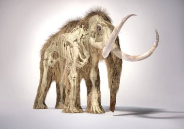 Hayalet etkisi iskelet ile Tüylü mamut, ön perspektif 