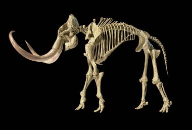 Yünlü mamut iskeleti, gerçekçi 3d illüstrasyon, yan görünüm.