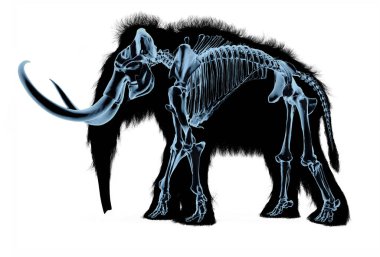 Woolly mammoth skeleton, x-ray effect. clipart