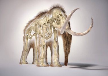 İskelet ile tüylü mamut, perspektif frontal görünümü.