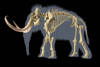 Yünlü mamut iskeleti, gerçekçi 3d illüstrasyon, yan görünüm.