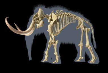 Woolly mammoth skeleton, realistic 3d illustration, side view. clipart