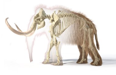 İskeletli tüylü mamut, bir yandan görüntülendi.