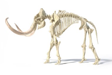 Yünlü mamut iskeleti, gerçekçi 3d illüstrasyon, yan görünüm.