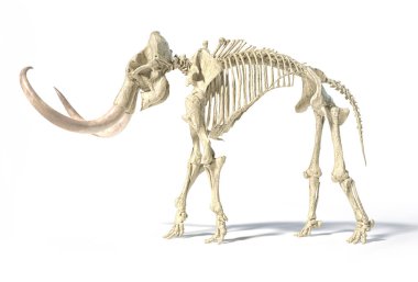 Woolly mammoth skeleton, realistic 3d illustration, side view. clipart
