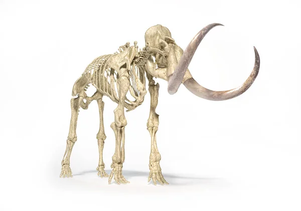 Wollige Mammoet skelet, realistische front perspectief uitzicht. — Stockfoto