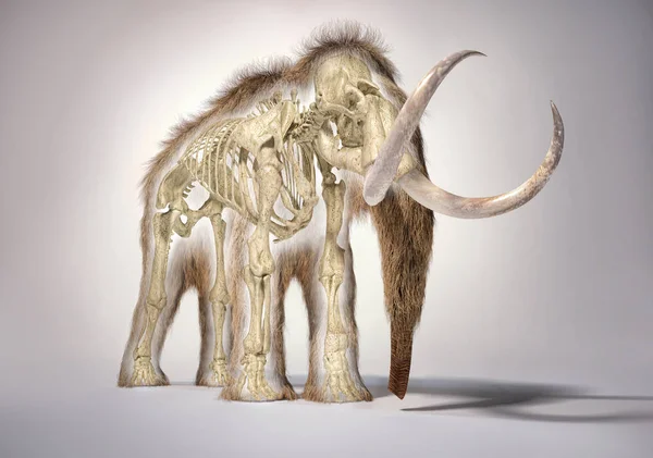 Woolly mammoth with skeleton, perspective frontal view. — Stock Photo, Image