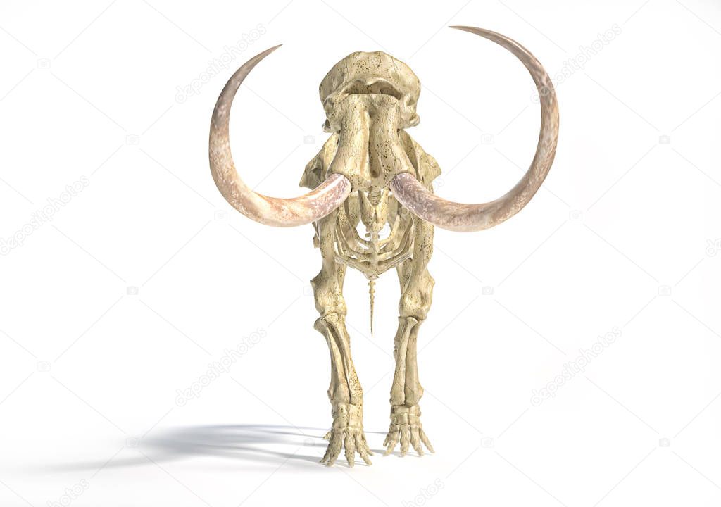 Woolly mammoth skeleton, realistic 3d illustration, front view.