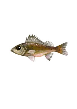 pike fish, illustration for fairy tales. pike fishing talking magic fish